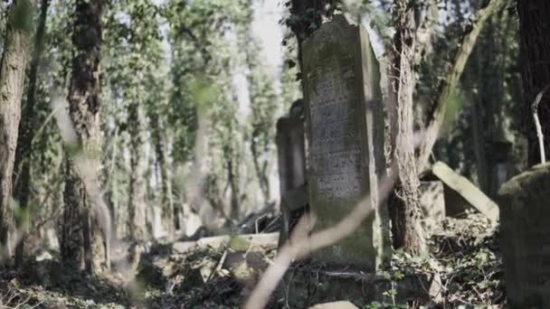 破壊されたマツェバとポーランドのチェストコワ市に位置する古いユダヤ人墓地の水平カメラスライド — ストック動画