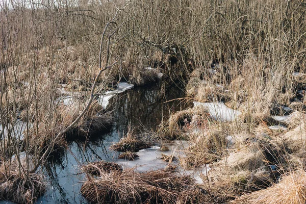 Landscape with swamps — Stock Photo, Image