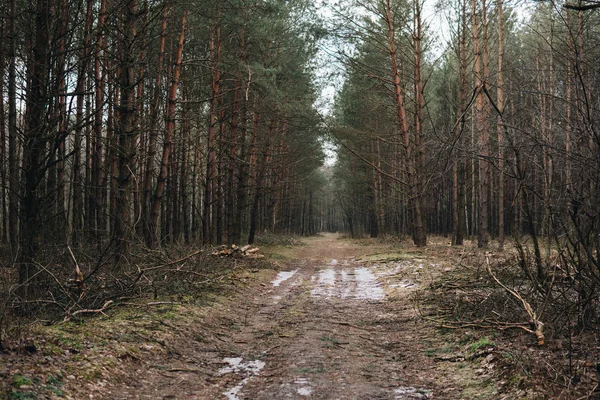 Dentro de un bosque de pinos —  Fotos de Stock
