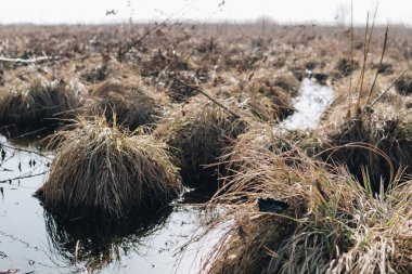 Bataklık ile peyzaj
