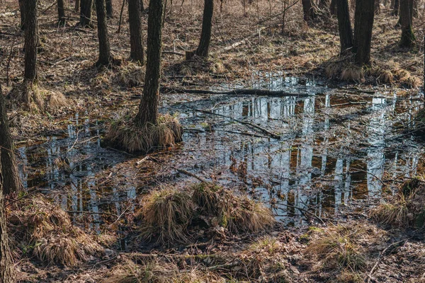 沼地のある風景 — ストック写真