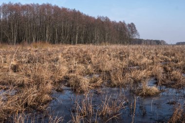 Bataklık ile peyzaj