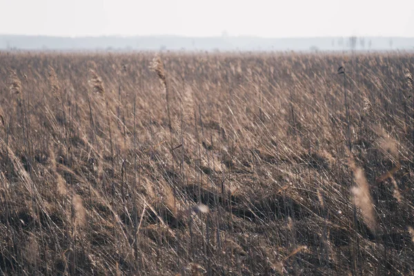 Natuurlijk landschap met phragmijten — Stockfoto