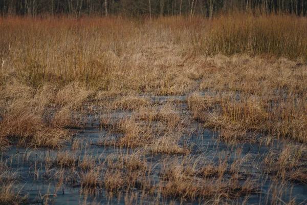 Landschap met moerassen — Stockfoto