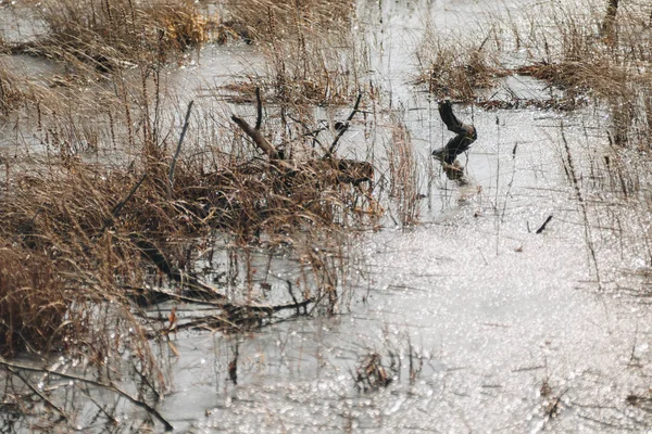 Paisagem com pântanos — Fotografia de Stock
