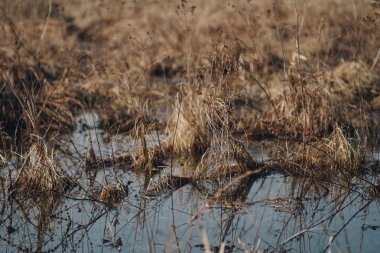 Bataklık ile peyzaj