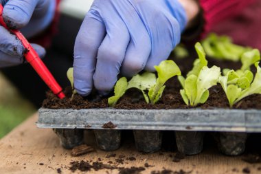 Çiftçi taze marul salatası fideleri dikiyor.