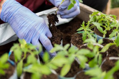 Çiftçi domates genç fide dikim