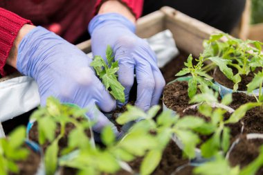 Çiftçi domates genç fide dikim