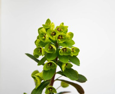 Beyaz arka plan üzerinde çiçek