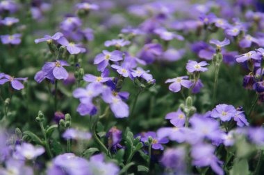 lobelia mor çiçekler