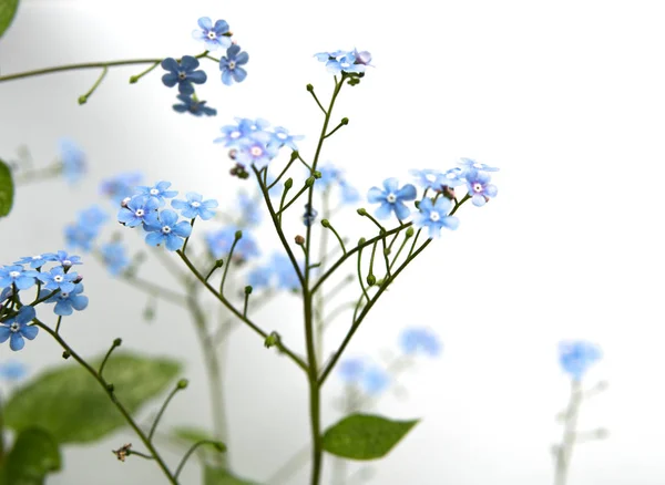 白の上に隔離された筋症の花 — ストック写真