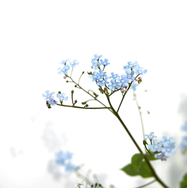 白の上に隔離された筋症の花 — ストック写真