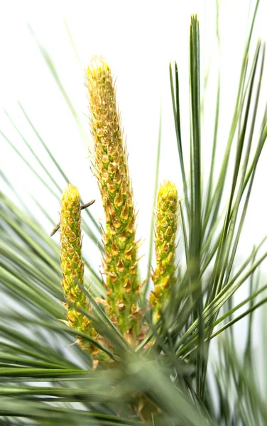 Brotes jóvenes de pino — Foto de Stock