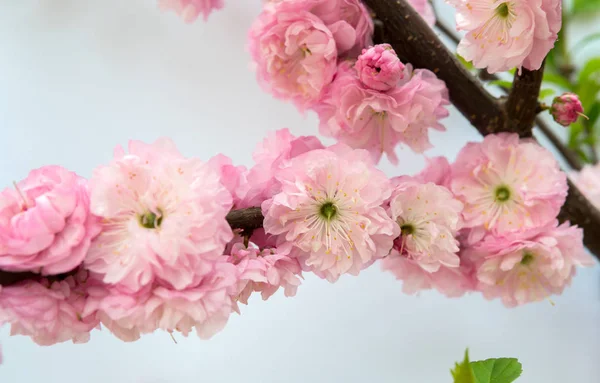 Prunus triloba isolato su bianco — Foto Stock