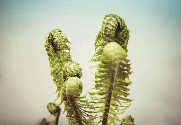 Fern leaves isolated over white — Stock Photo, Image