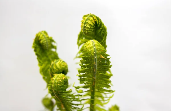Fern leaves isolated over white — Stock Photo, Image