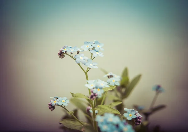 Myosotis bloem geïsoleerd over Wit — Stockfoto