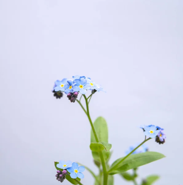 Квітка міосотіс ізольована над білим — стокове фото
