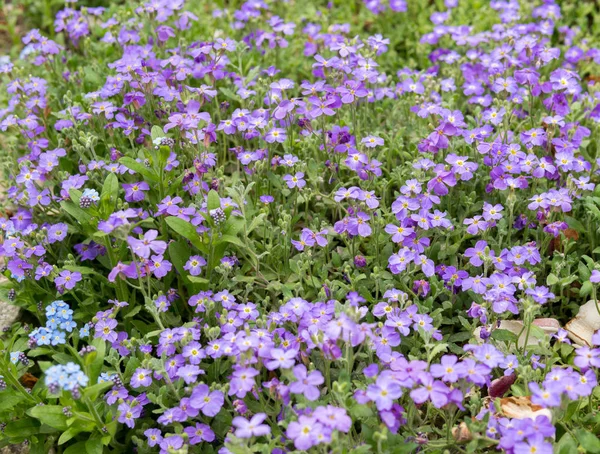 Lila virágok Lobelia — Stock Fotó