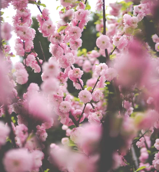 Prunus triloba sur une branche d'arbre — Photo