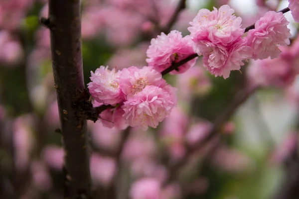 Prunus triloba på en trädgren — Stockfoto