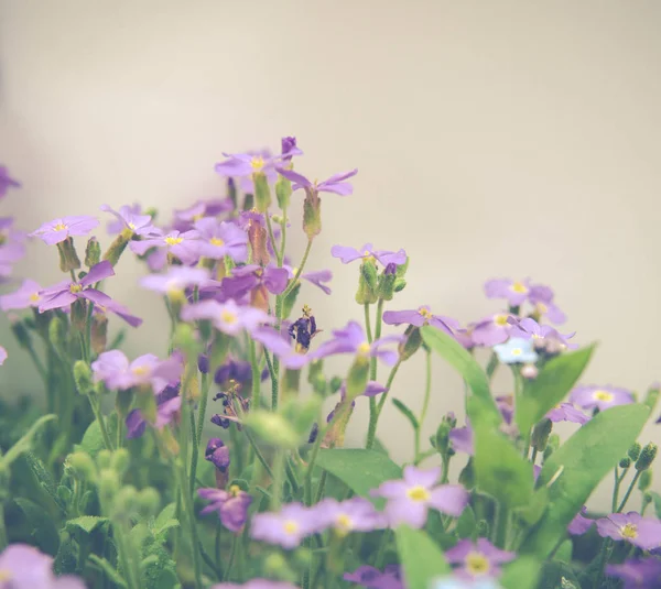 Lila virágok Lobelia — Stock Fotó
