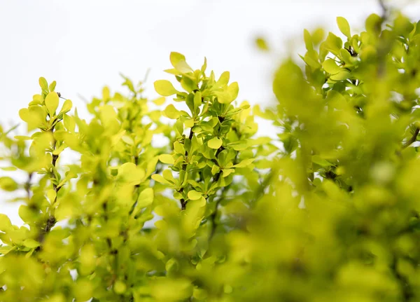 Kleine groene bladeren geïsoleerd over Wit — Stockfoto