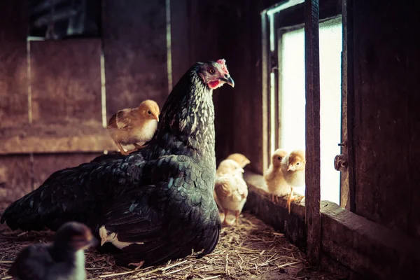 hen with small chicken