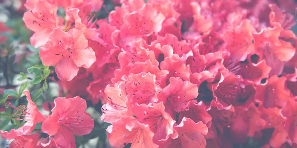 Rhododendron kis rózsaszín virágok — Stock Fotó
