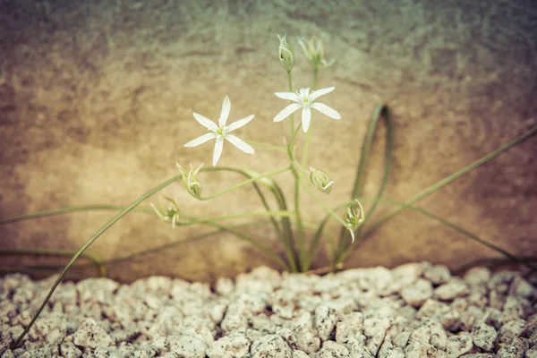 Két kis fehér virág részlete — Stock Fotó