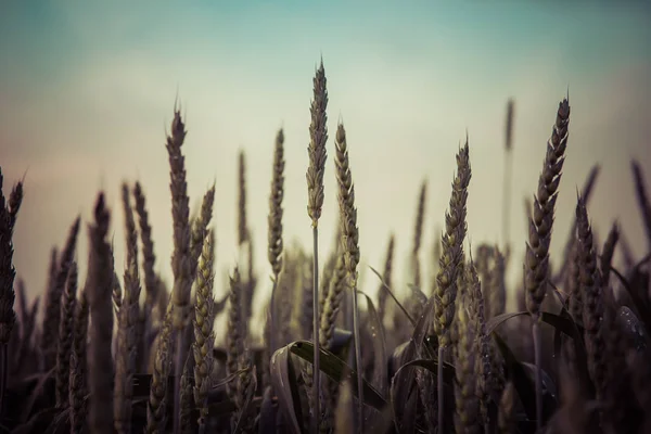 Zelená pšenice detail — Stock fotografie