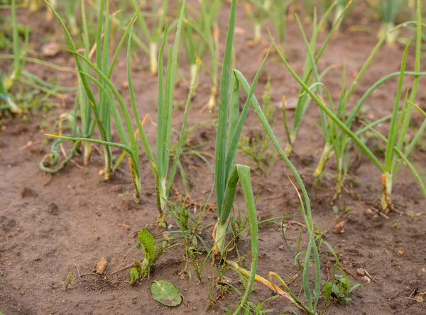 Onion growing in the field — Stock Photo, Image