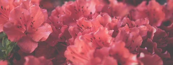 Petites fleurs rose rhododendron — Photo