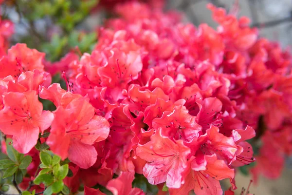 Small Rhododendron pink flowers — Stock Photo, Image