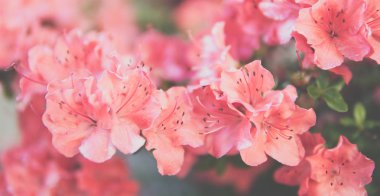 küçük Rhododendron pembe çiçekler