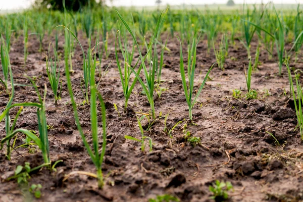 Onion in the field — Stock Photo, Image