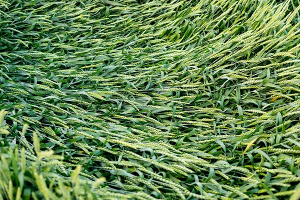 Orelhas de trigo quebradas pelo vento — Fotografia de Stock