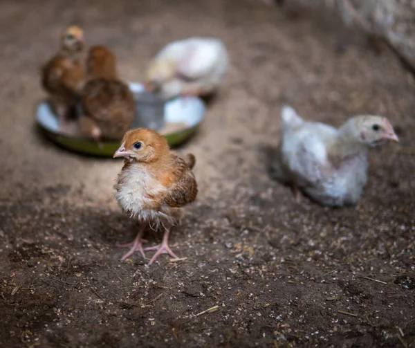 small chicken in a hen house