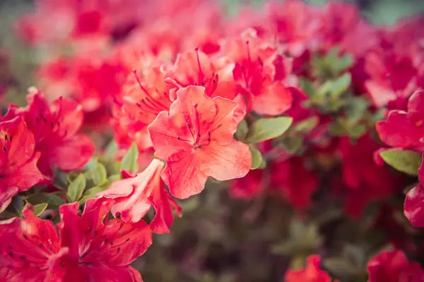 Small Rhododendron pink flowers — Stock Photo, Image