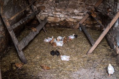 bir tavuk evde küçük tavuk