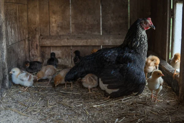 hen with small chicken