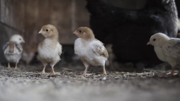 木製の鶏小屋の中に小さな鶏を持つ鶏の手持ちのショット — ストック動画