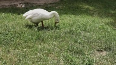 Güneşli bir gün boyunca yeşil çimüzerinde beyaz bir kaz el çekim