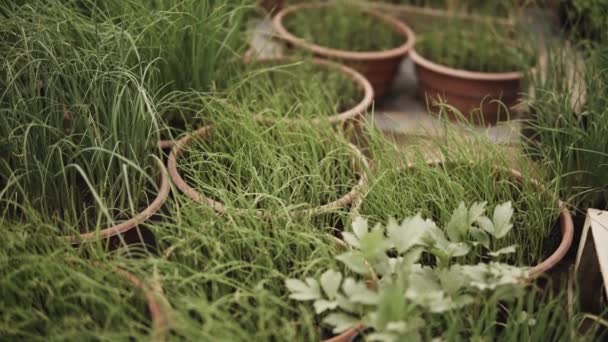 温室内の鉢に生えるネギの小さな苗の水平パノラマ — ストック動画
