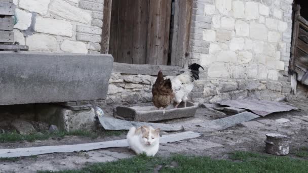 裏庭で猫と一緒に古い石の鶏小屋の前で穀物を食べる鶏と鶏の安定したショット — ストック動画