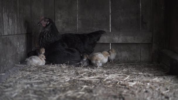 手持拍摄的母鸡与小鸡在木鸡舍内 — 图库视频影像