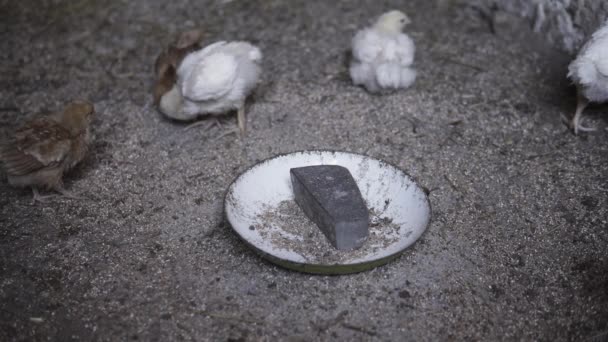 Toma Mano Ganso Blanco Sobre Una Hierba Verde Durante Día — Vídeos de Stock