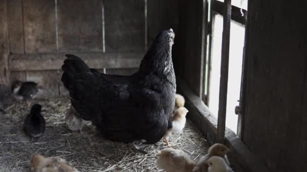 鶏小屋の窓の前に小さな雛を持つ黒い鶏の安定したショット — ストック動画