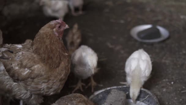 木製の鶏小屋の中に小さな鶏を持つ鶏の手持ちのショット — ストック動画